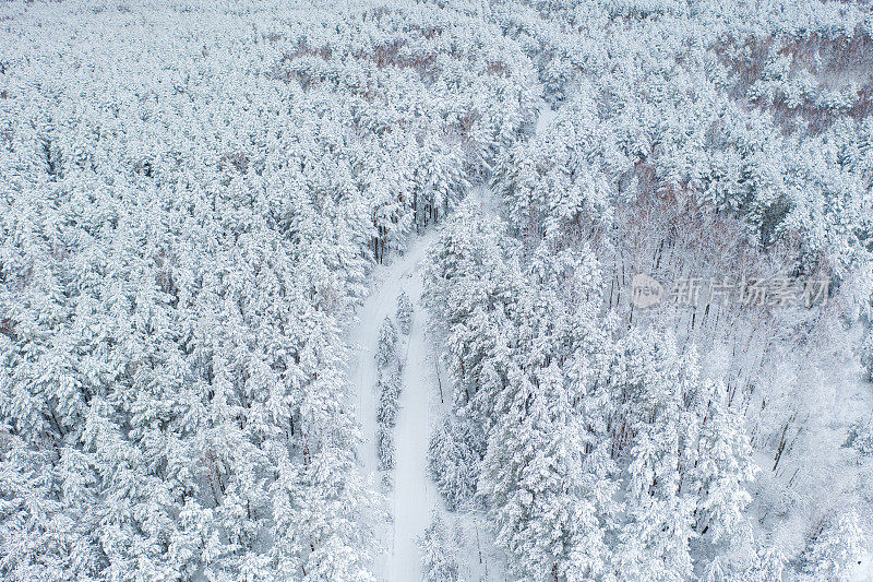 鸟瞰被冰雪覆盖的森林包围的道路。