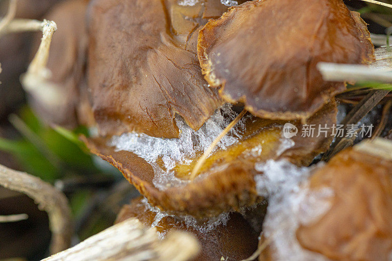 死蘑菇，上面有冰，真菌吃掉真菌。蘑菇狩猎结束。