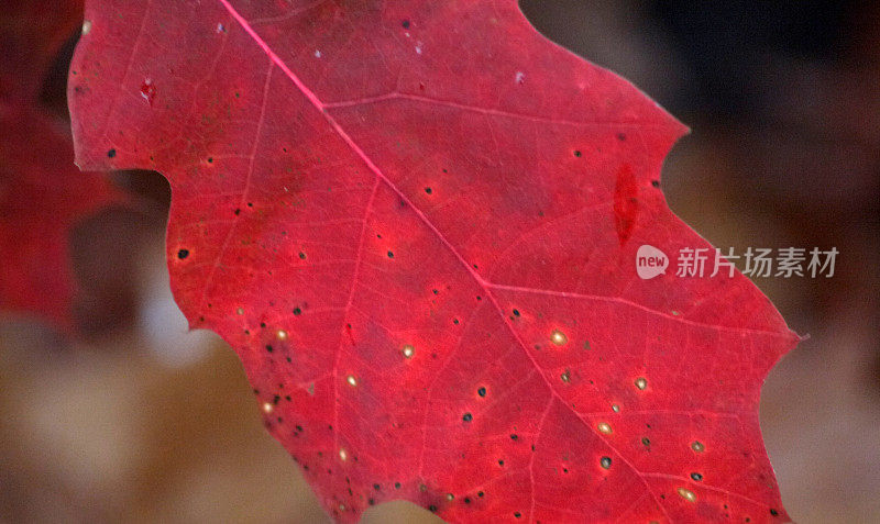 深红栎树叶