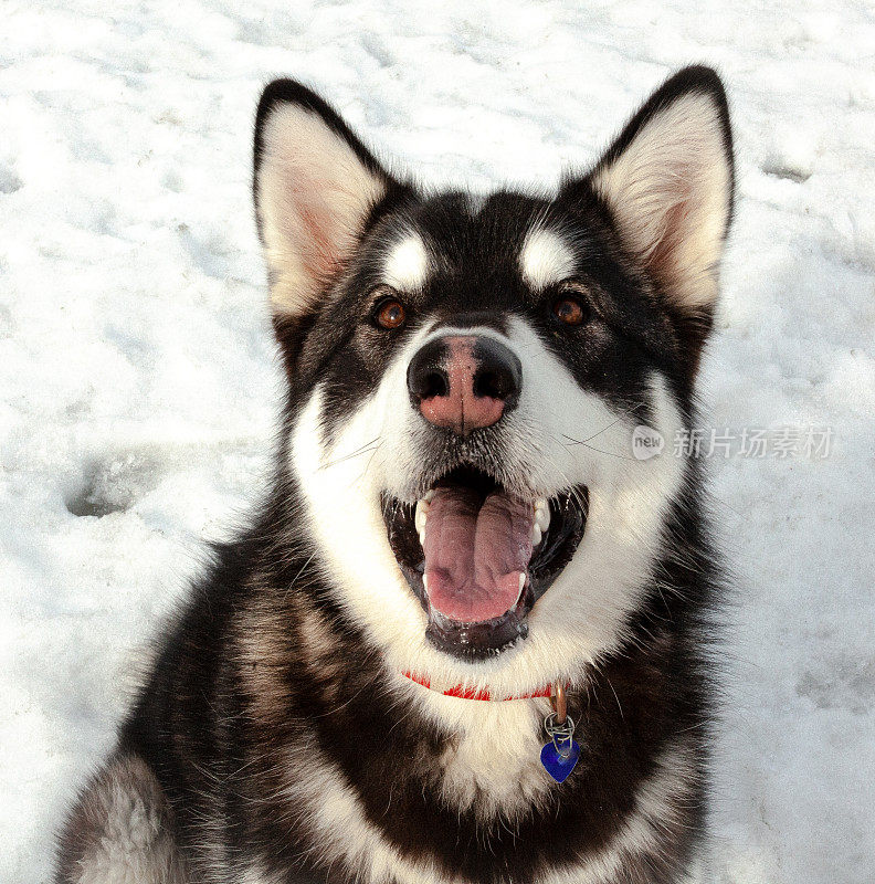 阿拉斯加雪橇犬,阿拉斯加