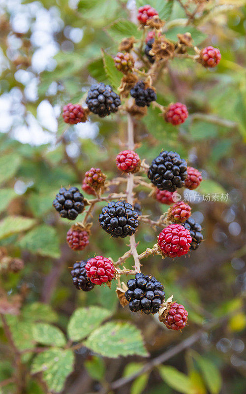 灌木丛中的黑莓-灌木丛中的黑莓