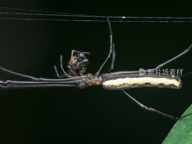 长腿的蜘蛛吃猎物