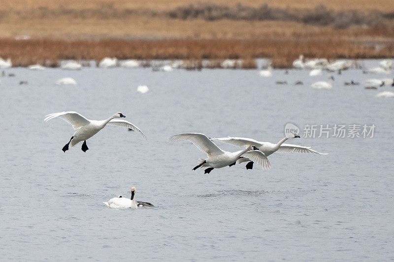 号手天鹅群在冰川国家公园附近的冰冻湖低飞起飞