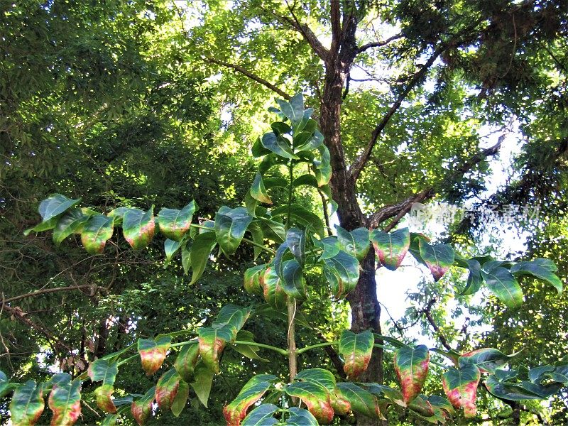 日本。十月的晴朗天气。夏天的森林。