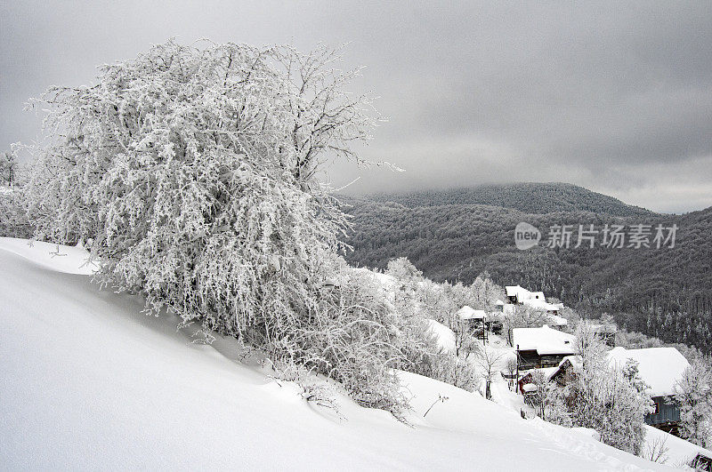 森林村下大雪