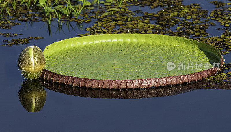 睡莲科睡莲属的维多利亚亚马逊睡莲，叶子很大，平躺在水面上，产于巴西的潘塔纳尔。维多利亚睡莲。