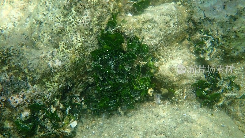 海底钙质绿藻(金枪鱼属)