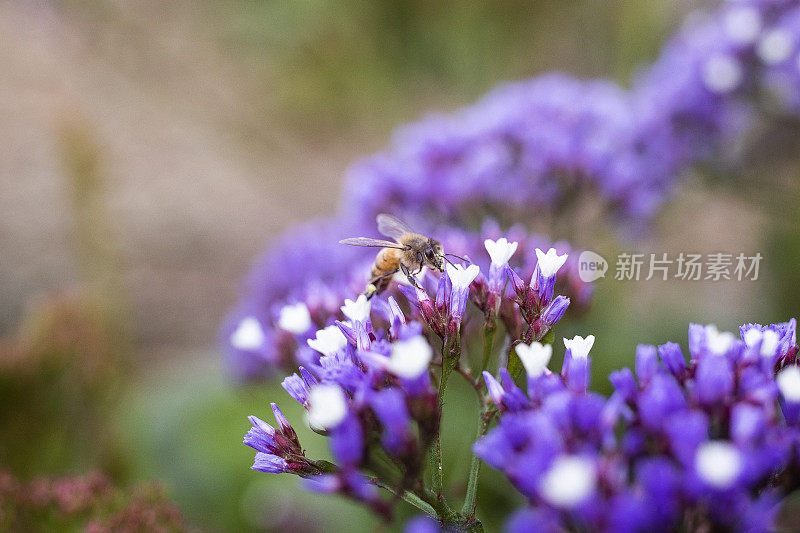 蜜蜂收集花粉