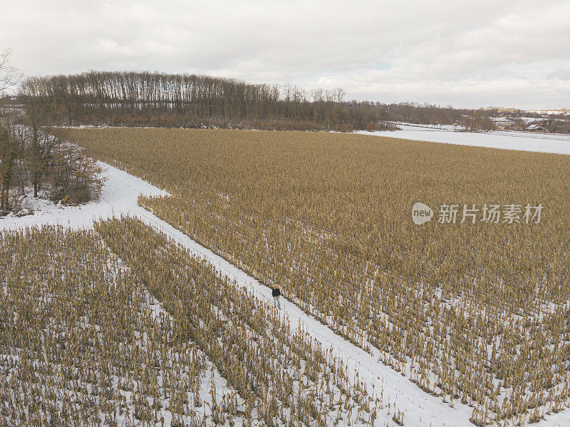 玉米田被大雪覆盖