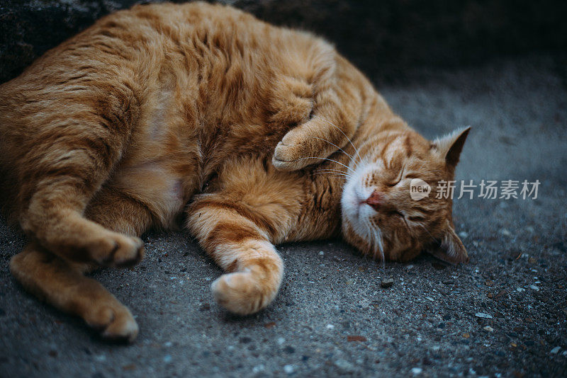 橙色虎斑猫躺着，脸上有一张有趣的脸