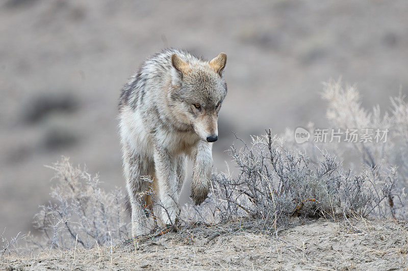 美国黄石国家公园，灰狼(大部分为白色或棕黄色)爬过山顶拍照。