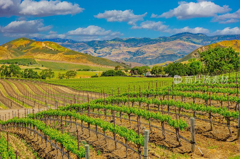 春季葡萄园在圣伊内兹山谷圣巴巴拉，加利福尼亚州