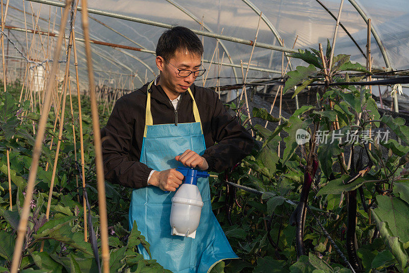 在蔬菜温室工作的农民