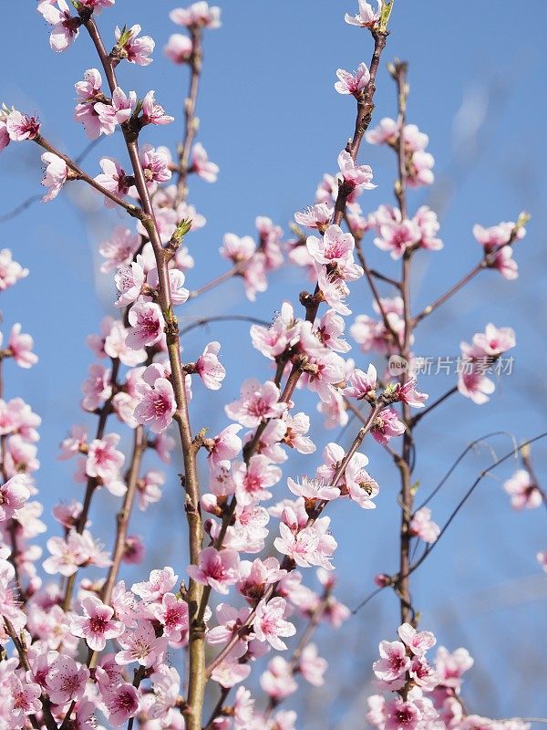 桃花儿