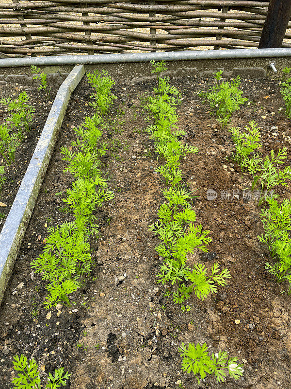 特写图像凸起的花园床由锌金属槽，土壤种植一排排胡萝卜植物，柳树栏围栏面板，升高的观点