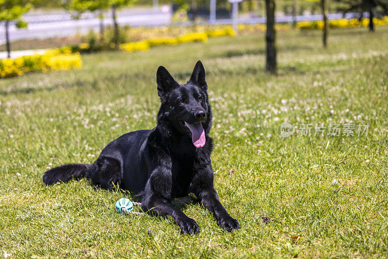 黑色德国牧羊犬坐在草地上