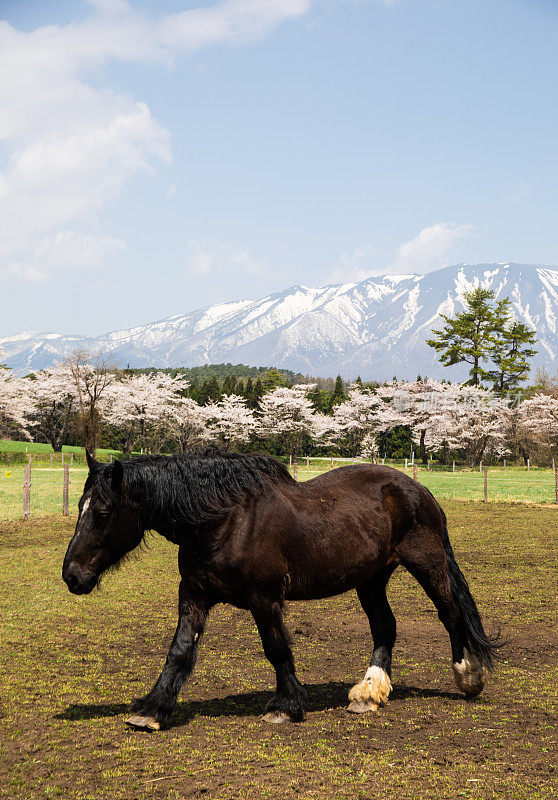 大棕马在围场与岩手山和樱花后面