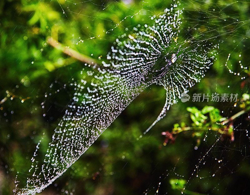 在雨天，水滴突出了美丽的金球蜘蛛网