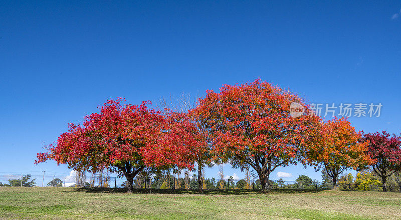 新南威尔士州新英格兰地区的秋叶。