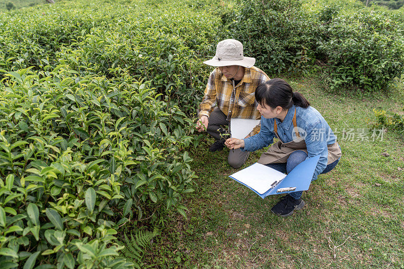 两名亚洲农业专家正在实地研究植物