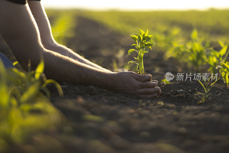 人锄着土，手栽着绿苗