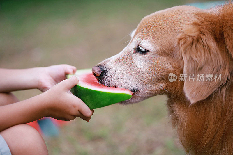 狗吃西瓜