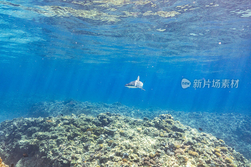 水下自然背景的健康珊瑚礁生态系统与鲨鱼游泳在蓝色的海水