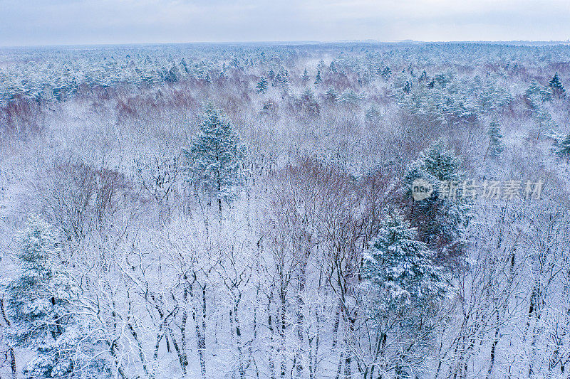 覆盖着雪的混交林鸟瞰图。