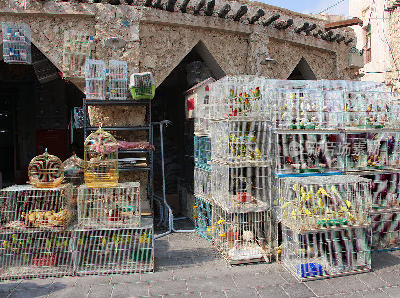 卡塔尔-多哈-瓦基夫集市-传统市场-鸟类