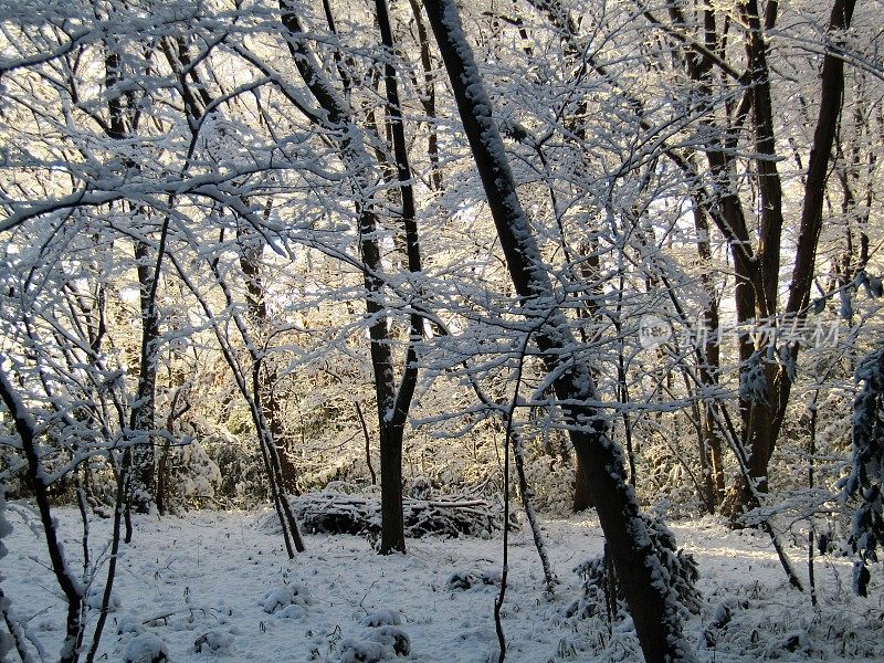 日本。1月。雨夜后的阳光明媚的早晨。在冬天的森林里。