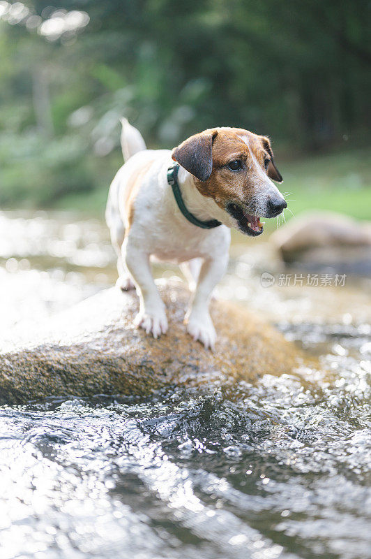 快乐的杰克罗素梗在泰国瀑布跑溅狗