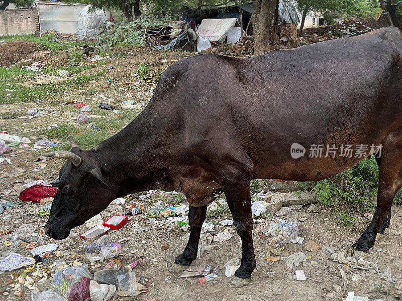 印度野生圣牛的特写图像在荒地上覆盖着苍蝇倒垃圾，拾荒垃圾，侧面视图，重点在前景