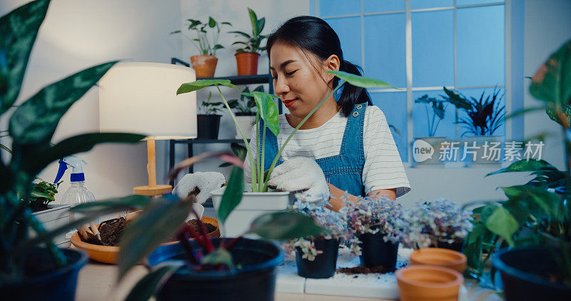 一名年轻的亚洲妇女在夜间在家将植物移栽到新花盆中。