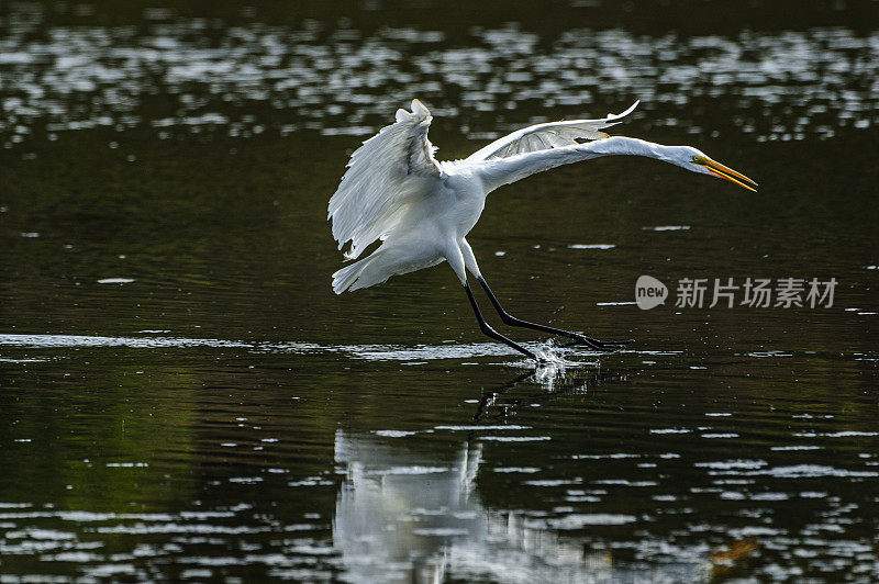 大白鹭在沿海湖登陆的长镜头