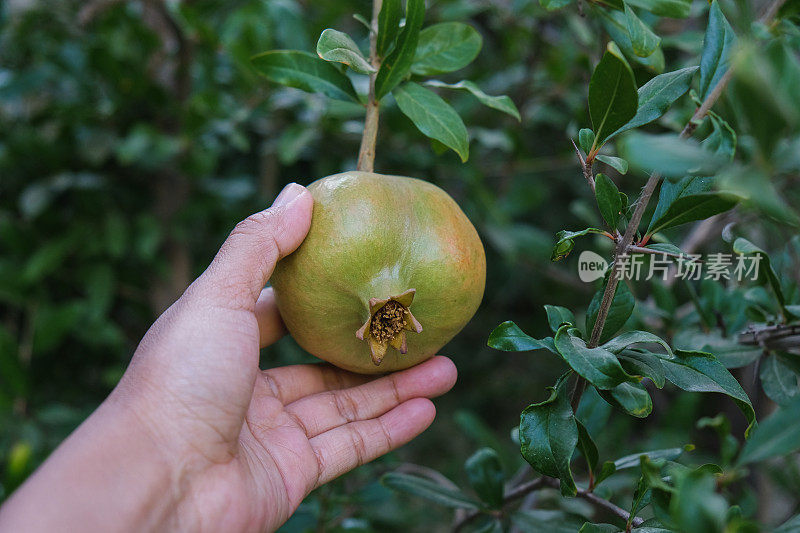 不认识的农民采摘无花果