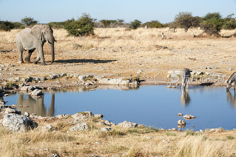 非洲象在纳米比亚库内内地区埃托沙国家公园的克莱因奥克维水坑