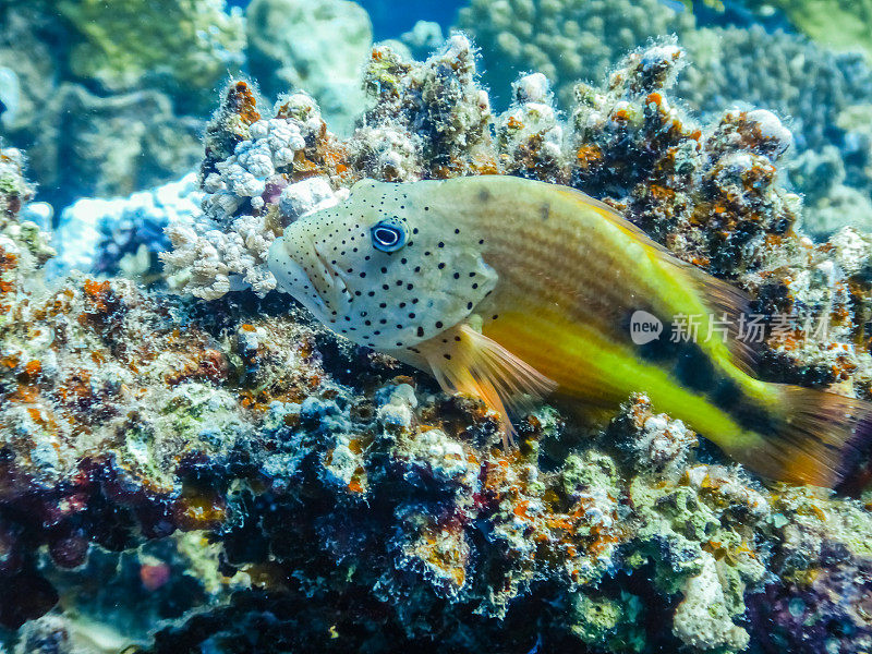 在埃及，珊瑚鱼躺在五颜六色的珊瑚上