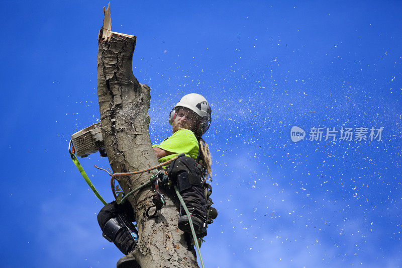 树外科医生剖开板栗树