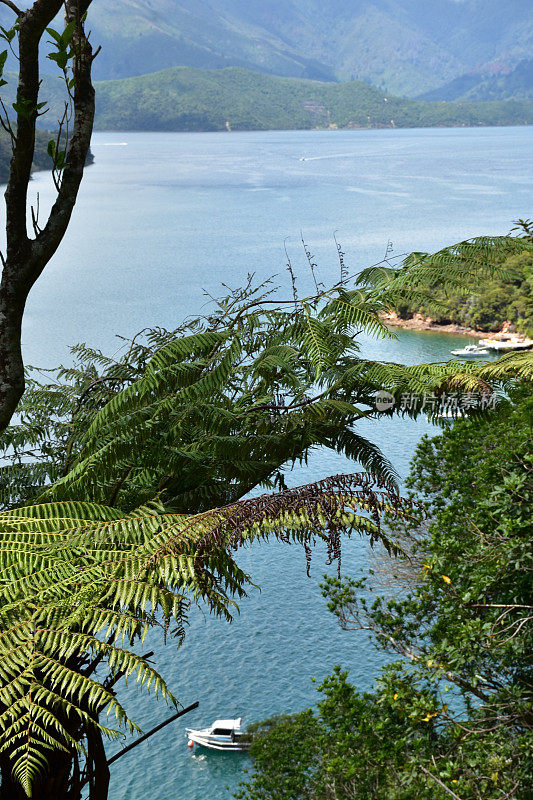 新西兰马尔伯勒海峡，夏洛特皇后海峡