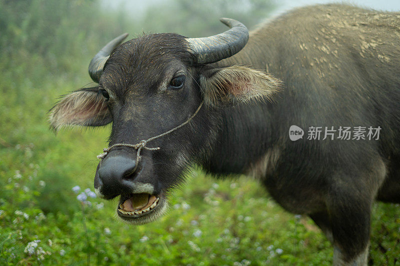 越南萨帕农场的水牛