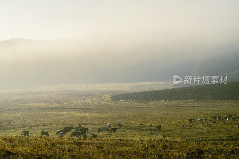 神秘的雾在秋天的山坡上，雾，树木是潮湿的，潮湿的雾森林美丽的景观奥兰内斯蒂摩尔多瓦全景农村村庄清晨吃草的牛群。