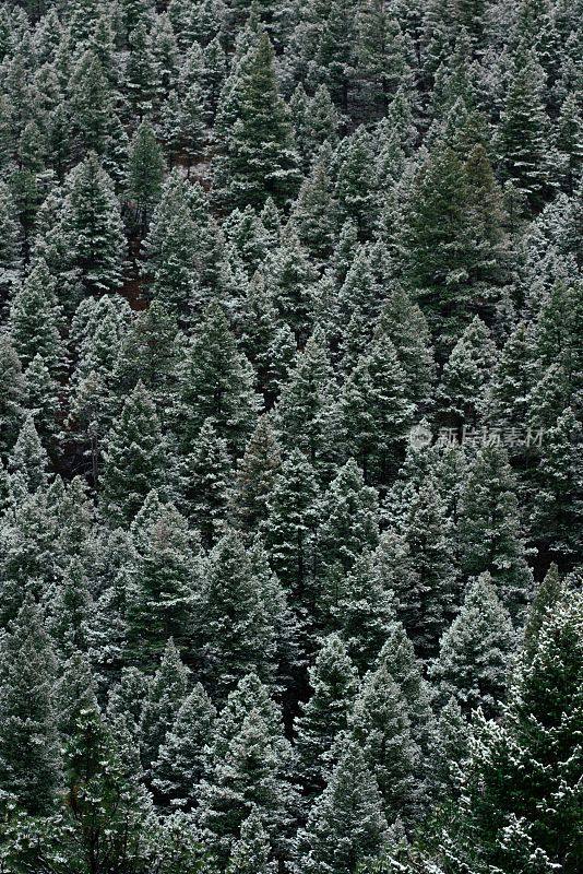 垂直拍摄的积雪常绿森林