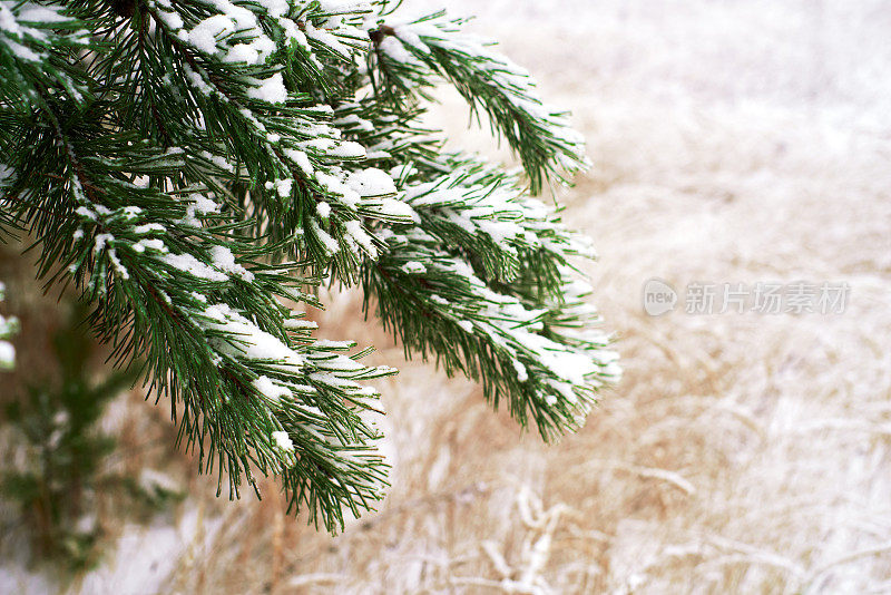 覆盖着雪的杉树绿色树枝