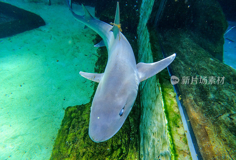 水族馆里的鲨鱼