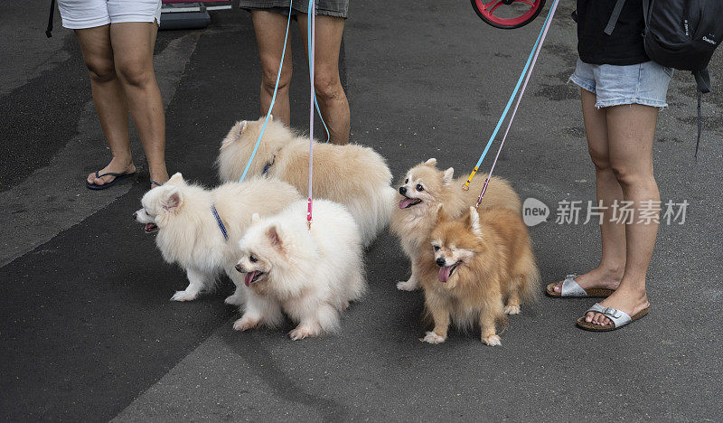 一群狗，其中一只瞎了，正在散步。