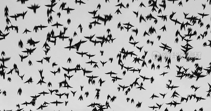 一群欧椋鸟在罗马的天空