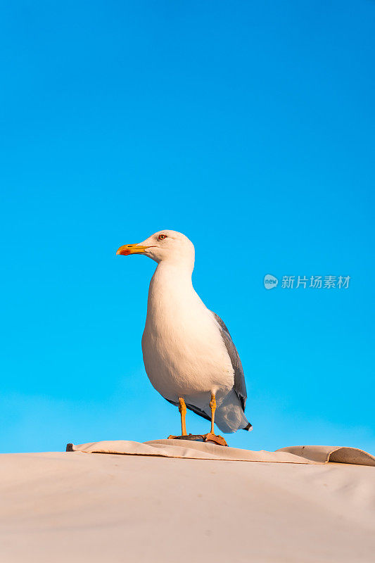 海鸥坐在海边的伞上