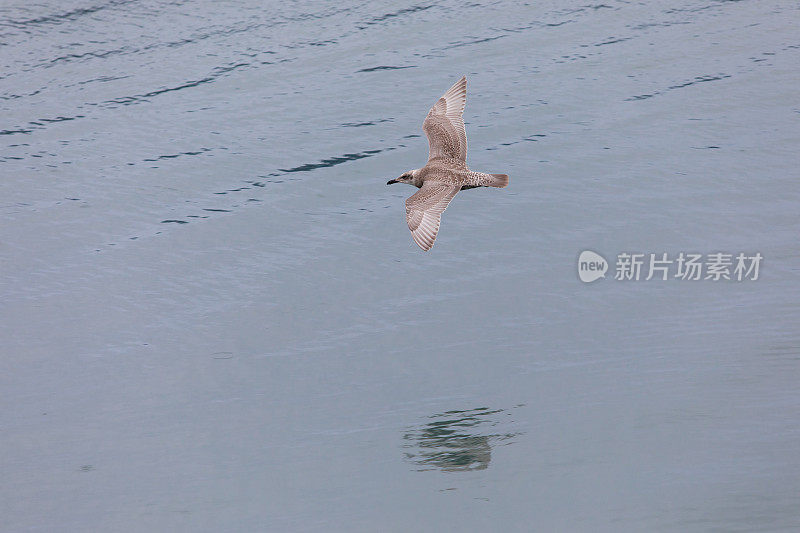 海鸥飞过海湾