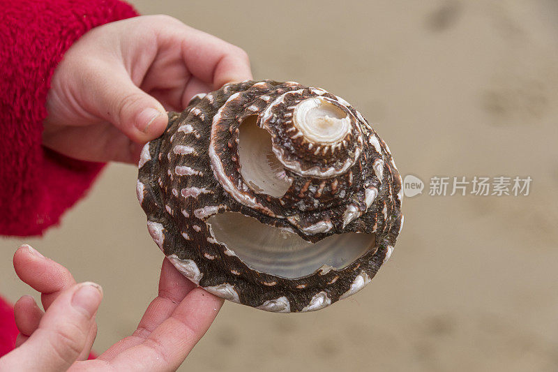 孩子拿着一个破碎的头巾锥蜗牛壳