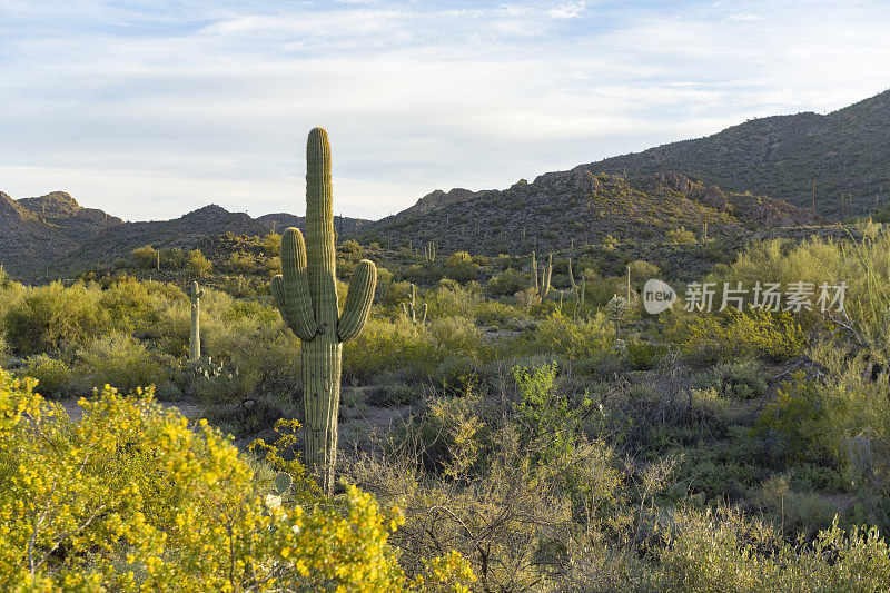 亚利桑那州迷信山脉景观中的仙人掌